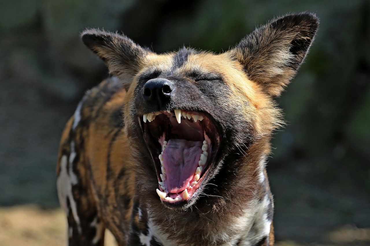Africa Wilddog