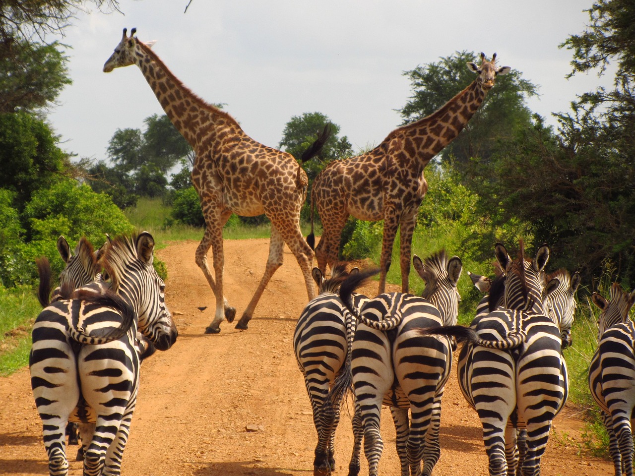 Africa wildog 2