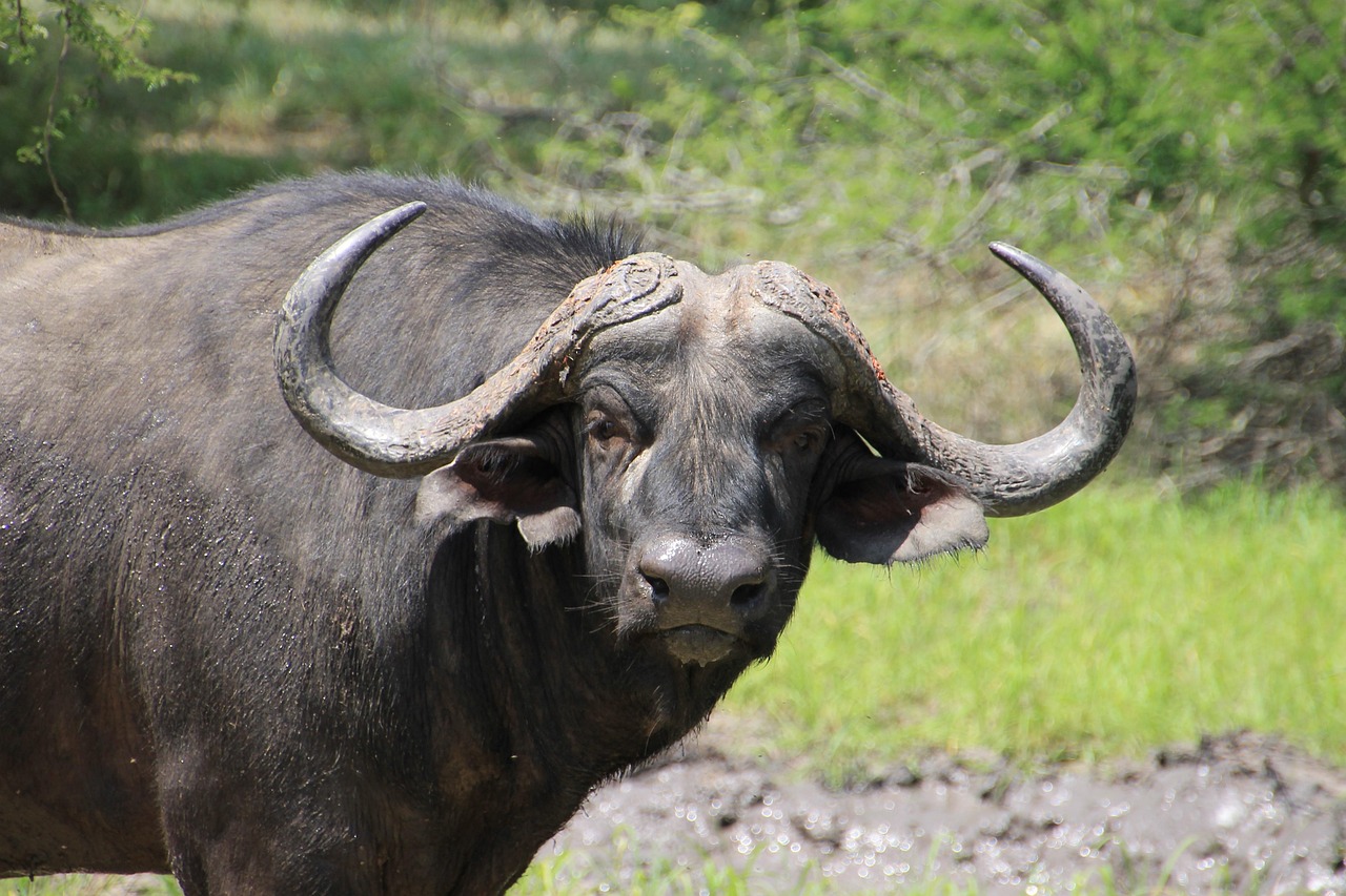African wILDOG 3