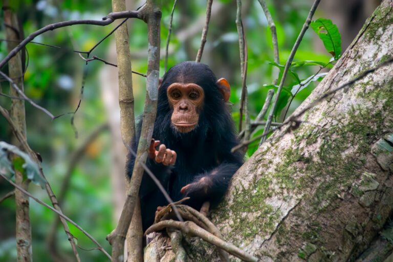 Chimpzee
