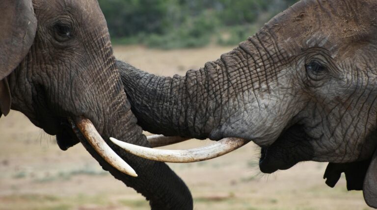 Elephants
