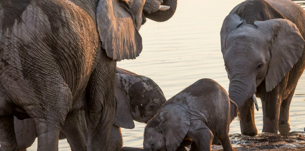 Family safaris