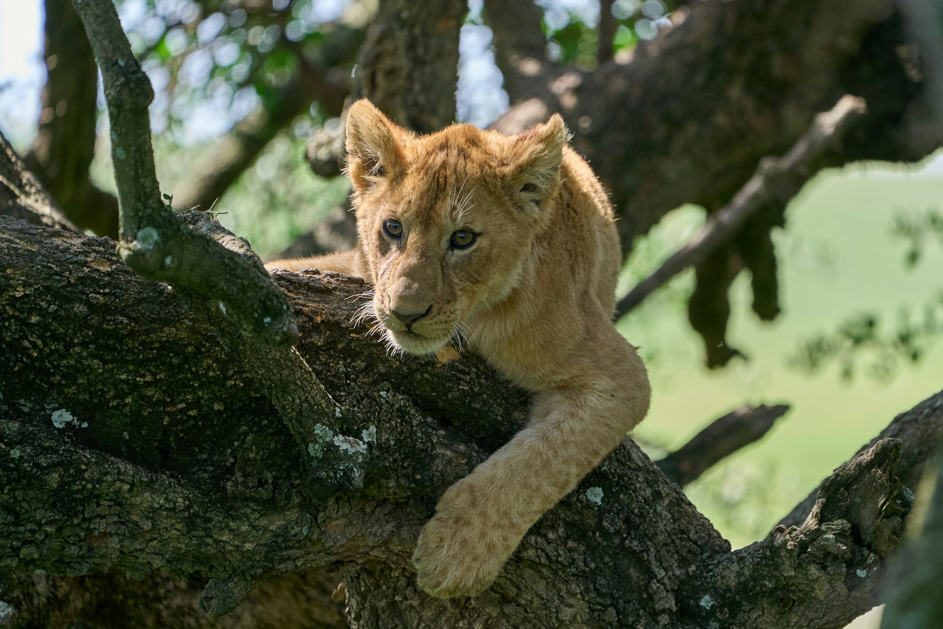 Ngorongoro 3