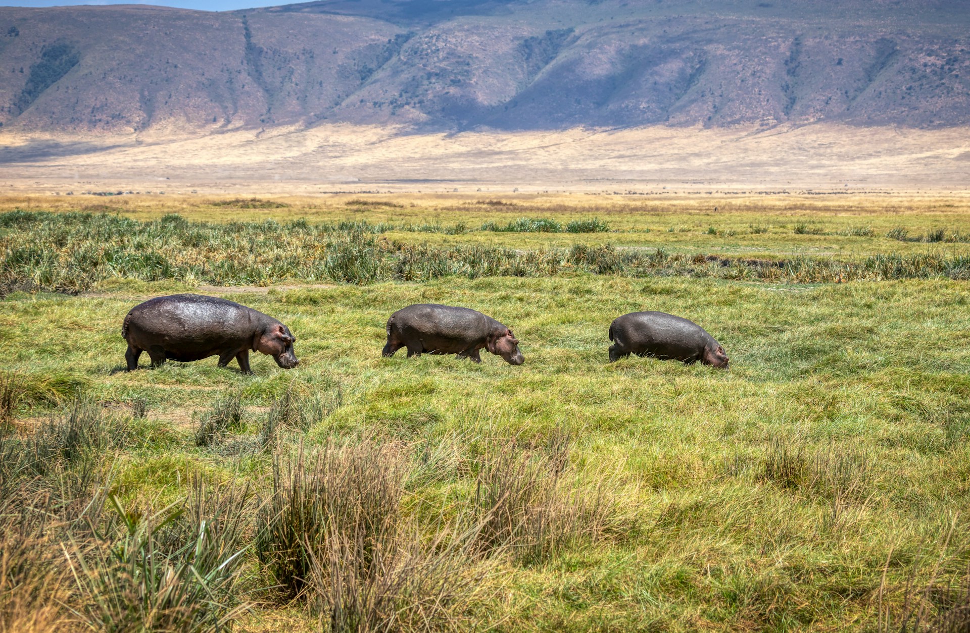 Ngorongoro