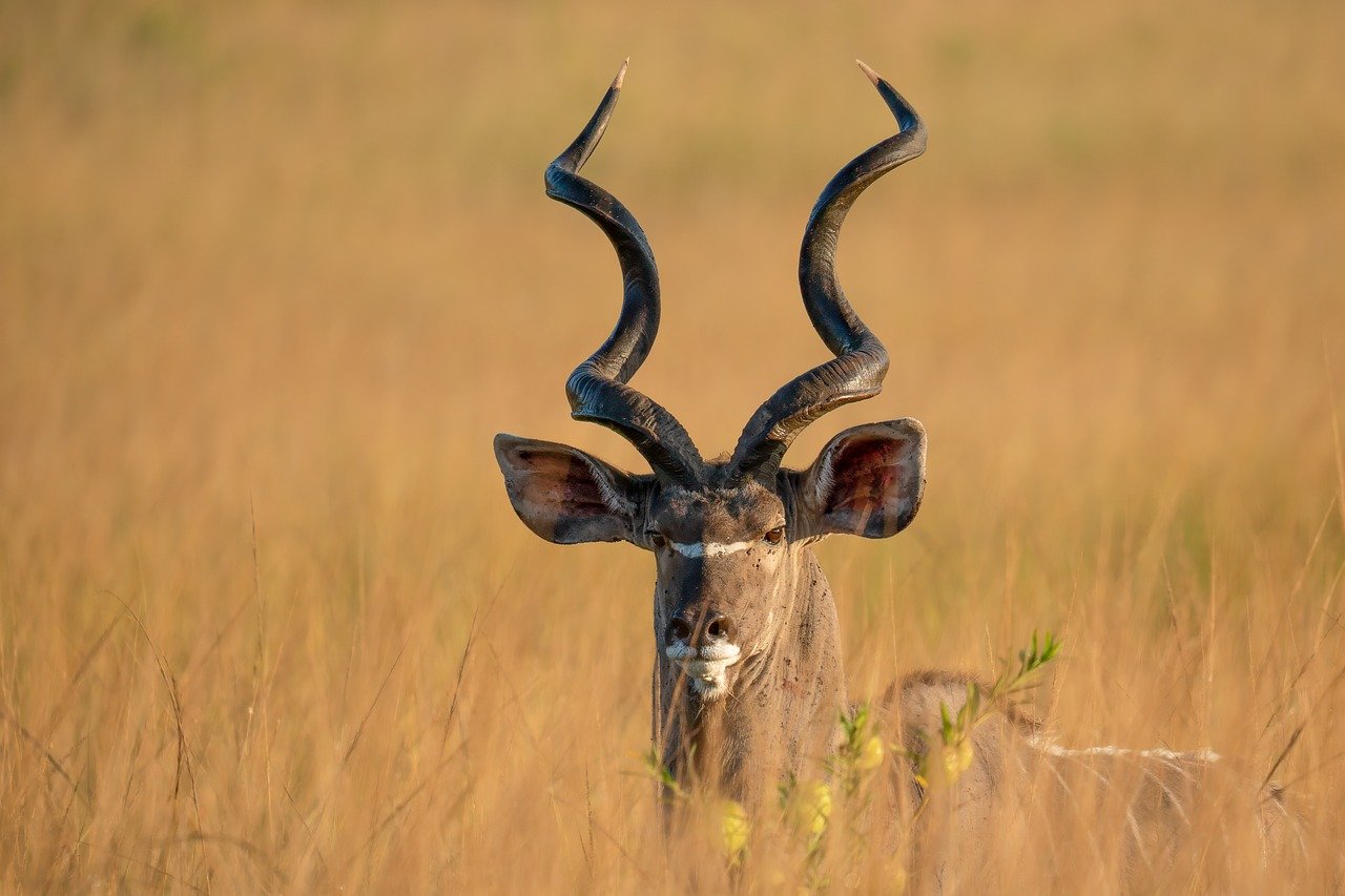 Roan Antelope 2