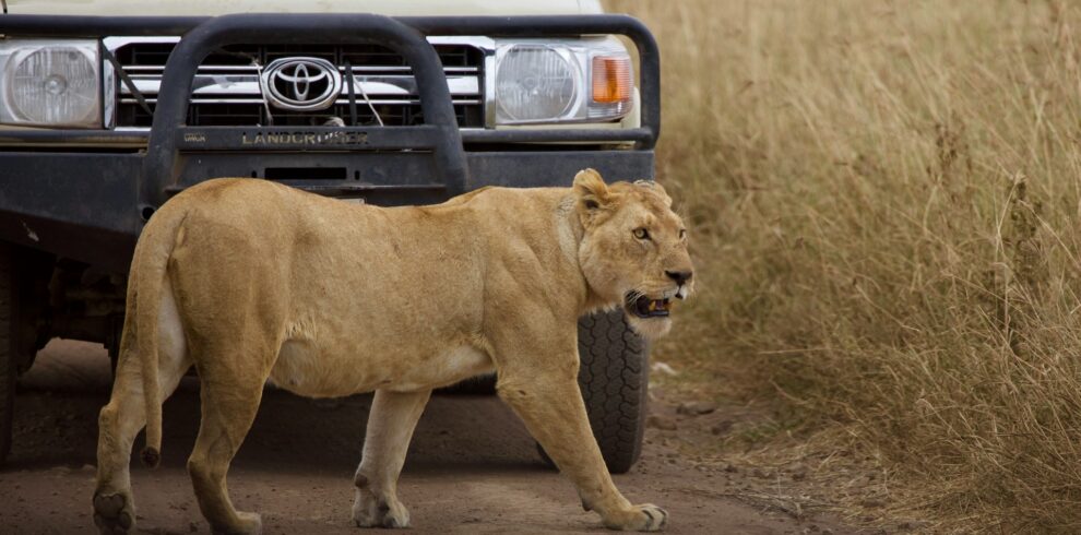 Safaris