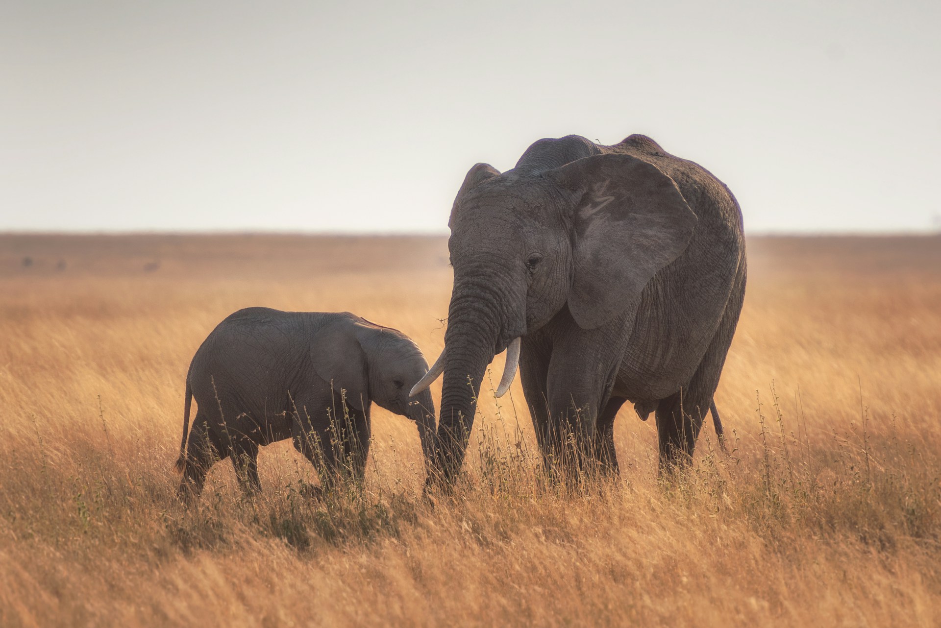 Serengeti