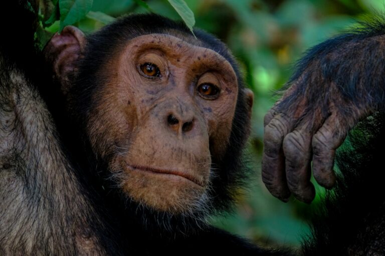 chimpzeee